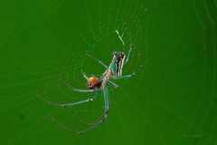 Leucauge mariana