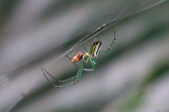 Leucauge mariana