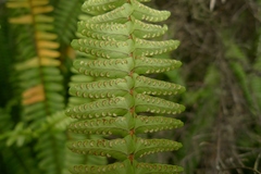 Nephrolepis flexuosa