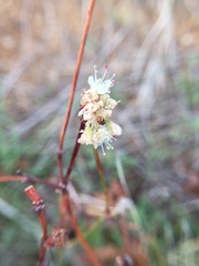 Eriogonum nudum auriculatum