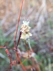 Eriogonum nudum auriculatum
