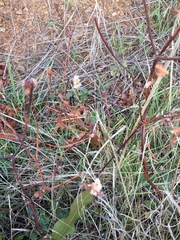 Eriogonum nudum auriculatum