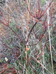 Eriogonum nudum auriculatum
