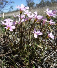 Oxalis livida