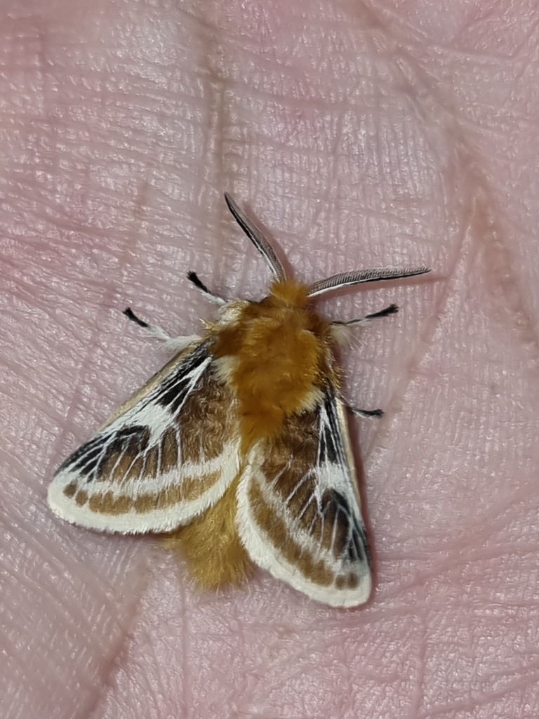 Megalopyge amita