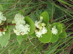 Eugenia albanensis