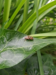 Eristalinus punctulatus