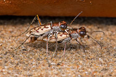 Hypaetha upsilon albicans