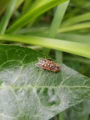 Eristalinus punctulatus