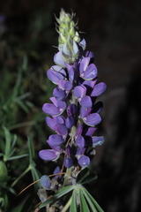 Lupinus interruptus