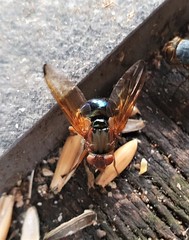 Lamprogaster flavipennis