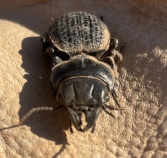 Philoscaphus tuberculatus