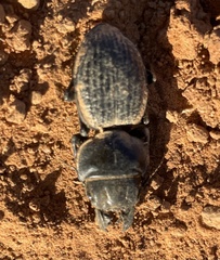 Philoscaphus tuberculatus