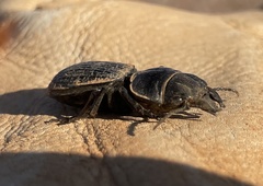 Philoscaphus tuberculatus