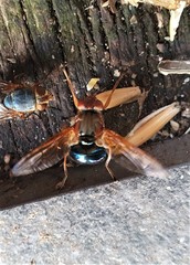 Lamprogaster flavipennis