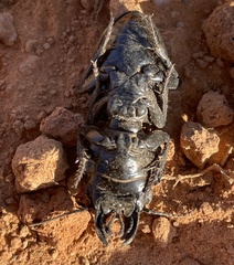 Philoscaphus tuberculatus