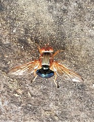 Lamprogaster flavipennis