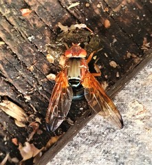 Lamprogaster flavipennis