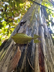 Phylliidae