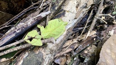 Phylliidae
