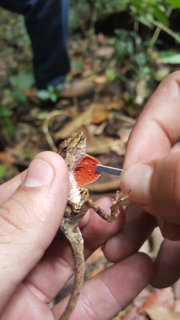 Santa Barbara Anole