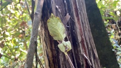 Phylliidae