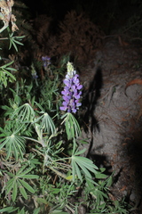 Lupinus interruptus