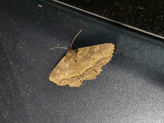 Zale fictilis