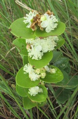 Eugenia albanensis