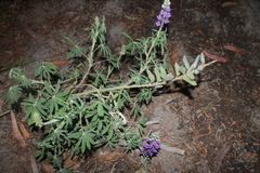 Lupinus interruptus