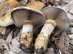 Cortinarius ponderosus