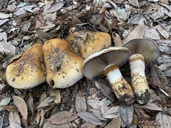 Cortinarius ponderosus