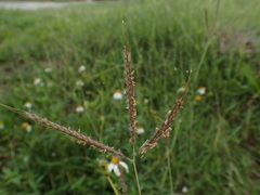 Dichanthium annulatum