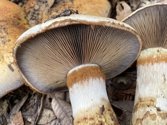 Cortinarius ponderosus