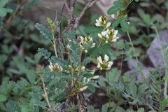 Lespedeza daurica