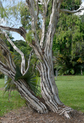 Leptospermum madidum