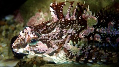 Fluffy Sculpin photo 2
