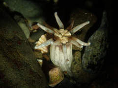 Halcampa decemtentaculata