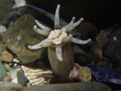 Halcampa decemtentaculata