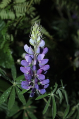 Lupinus interruptus