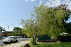 Leptospermum madidum