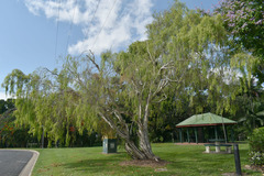Leptospermum madidum