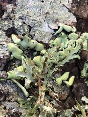 Hypogymnia occidentalis