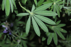 Lupinus interruptus