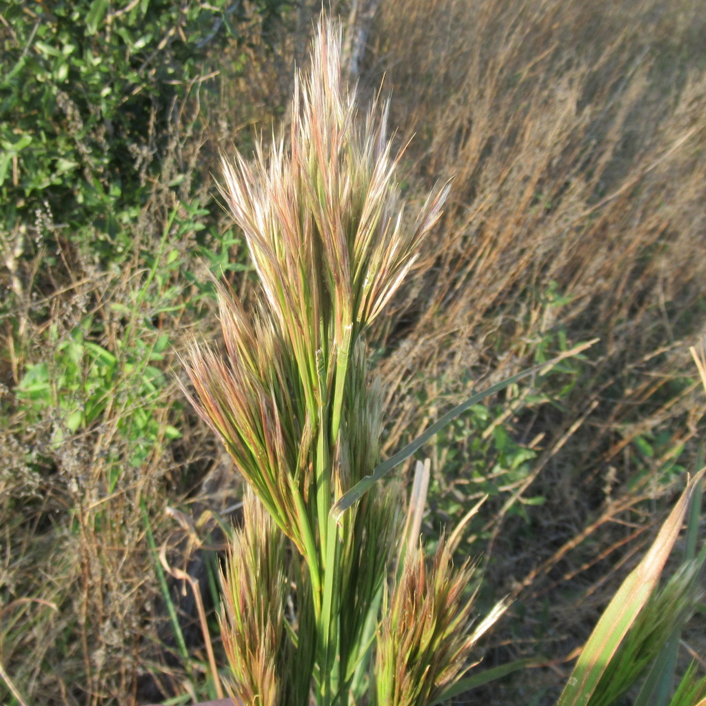 New World Bluestems