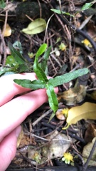 Parsonsia capsularis