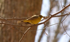 Setophaga palmarum hypochrysea