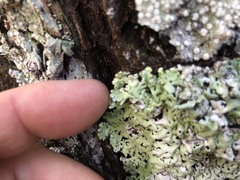Hypogymnia rugosa