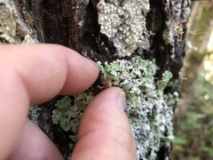 Hypogymnia rugosa