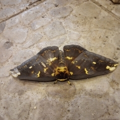 Citheronioides collaris